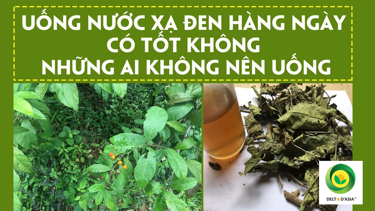 Uống Nước Xạ Đen Hàng Ngày Có Tốt Không