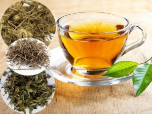 Cây cà gai leo nổi tiếng chữa bệnh về gan rất tốt