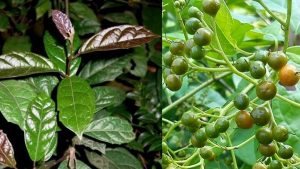 Hình ảnh cây xạ đen 