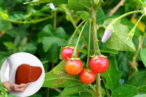 Hình ảnh cây cà gai leo
