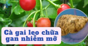 cà gai leo chữa gan nhiễm mỡ