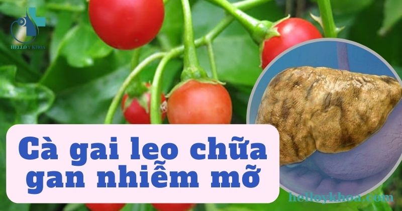 cà gai leo chữa gan nhiễm mỡ
