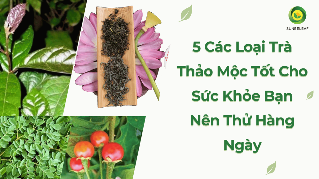 5 Các Loại Trà Thảo Mộc Tốt Cho Sức Khỏe Bạn Nên Thử Hàng Ngày