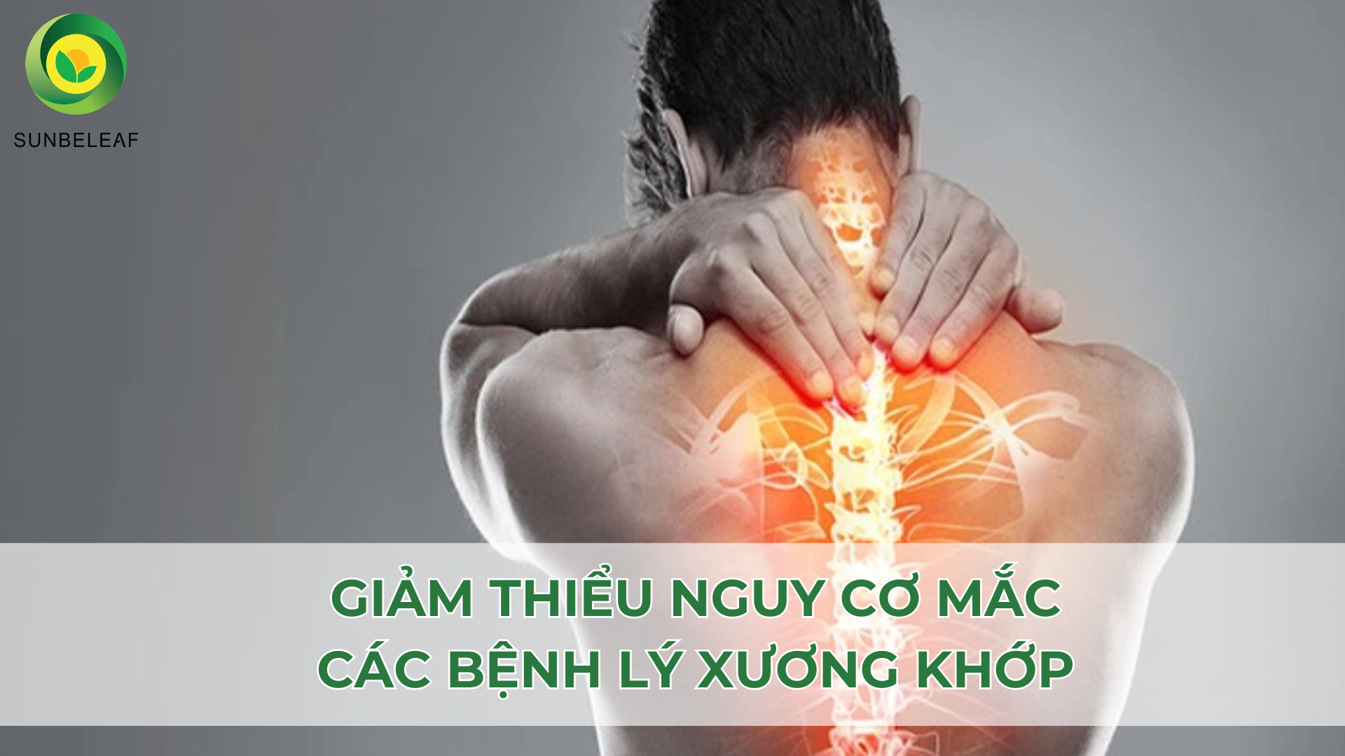 Trà nhàu SunBeleaf – Giải pháp tự nhiên cho sức khỏe xương khớp