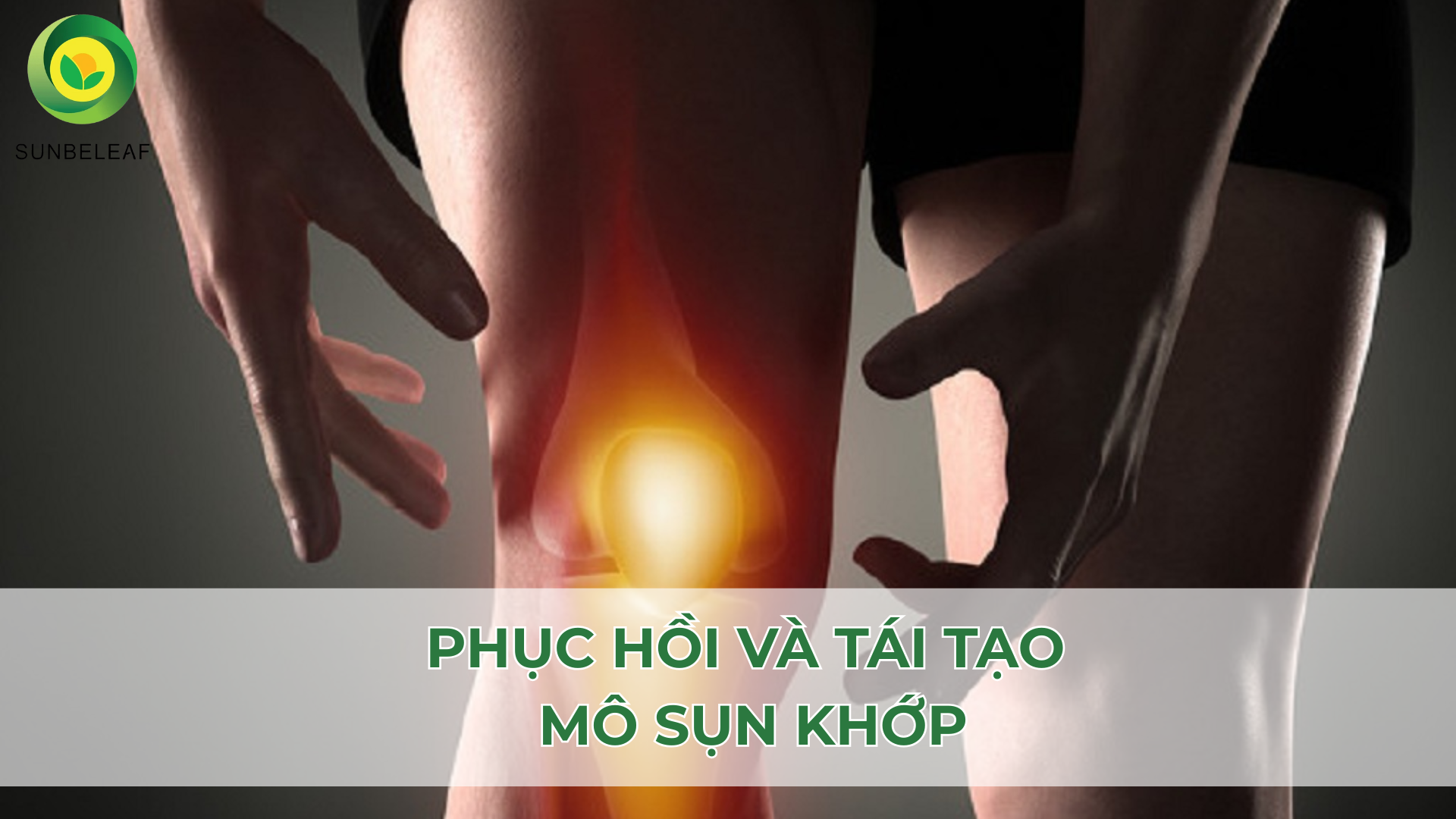 Trà nhàu SunBeleaf – Giải pháp tự nhiên cho sức khỏe xương khớp