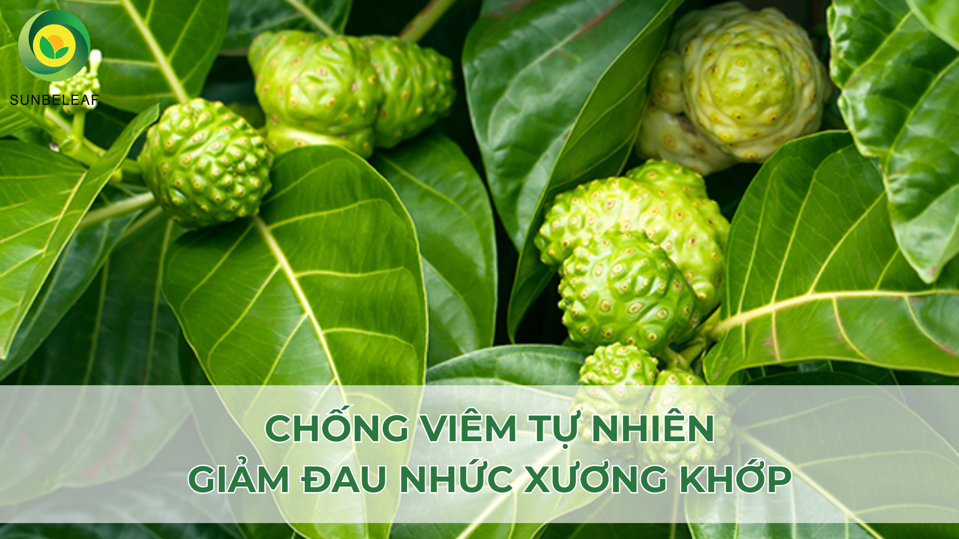 Trà nhàu SunBeleaf – Giải pháp tự nhiên cho sức khỏe xương khớp