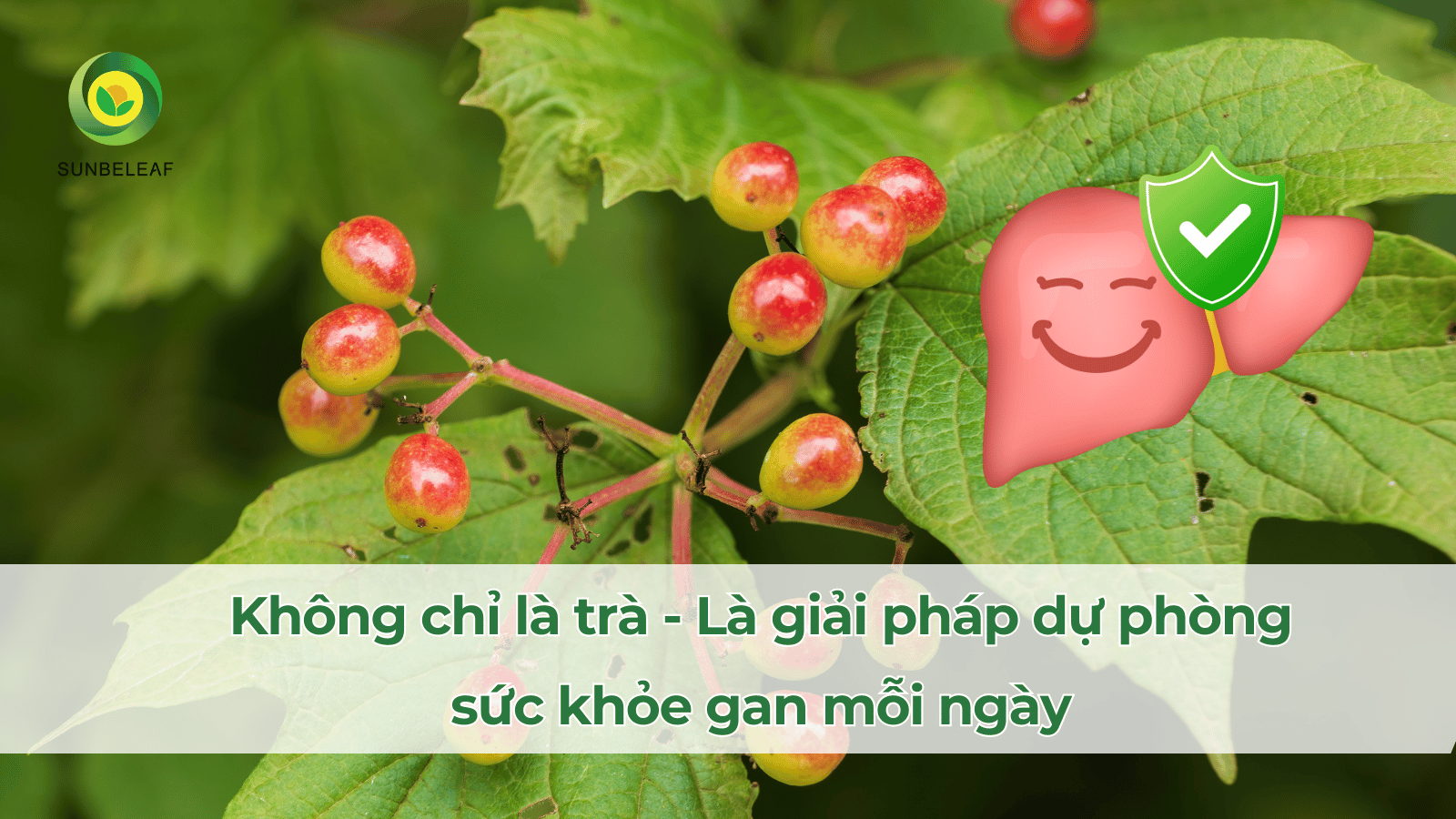 Tại sao trà cà gai leo túi lọc được người Việt tin dùng mỗi ngày?