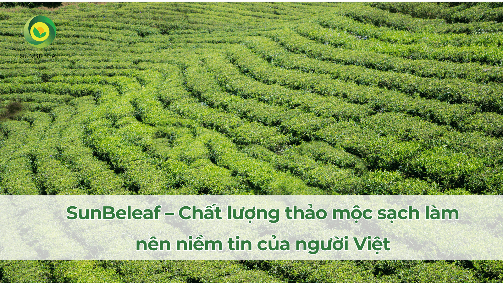 Tại sao trà cà gai leo túi lọc được người Việt tin dùng mỗi ngày?