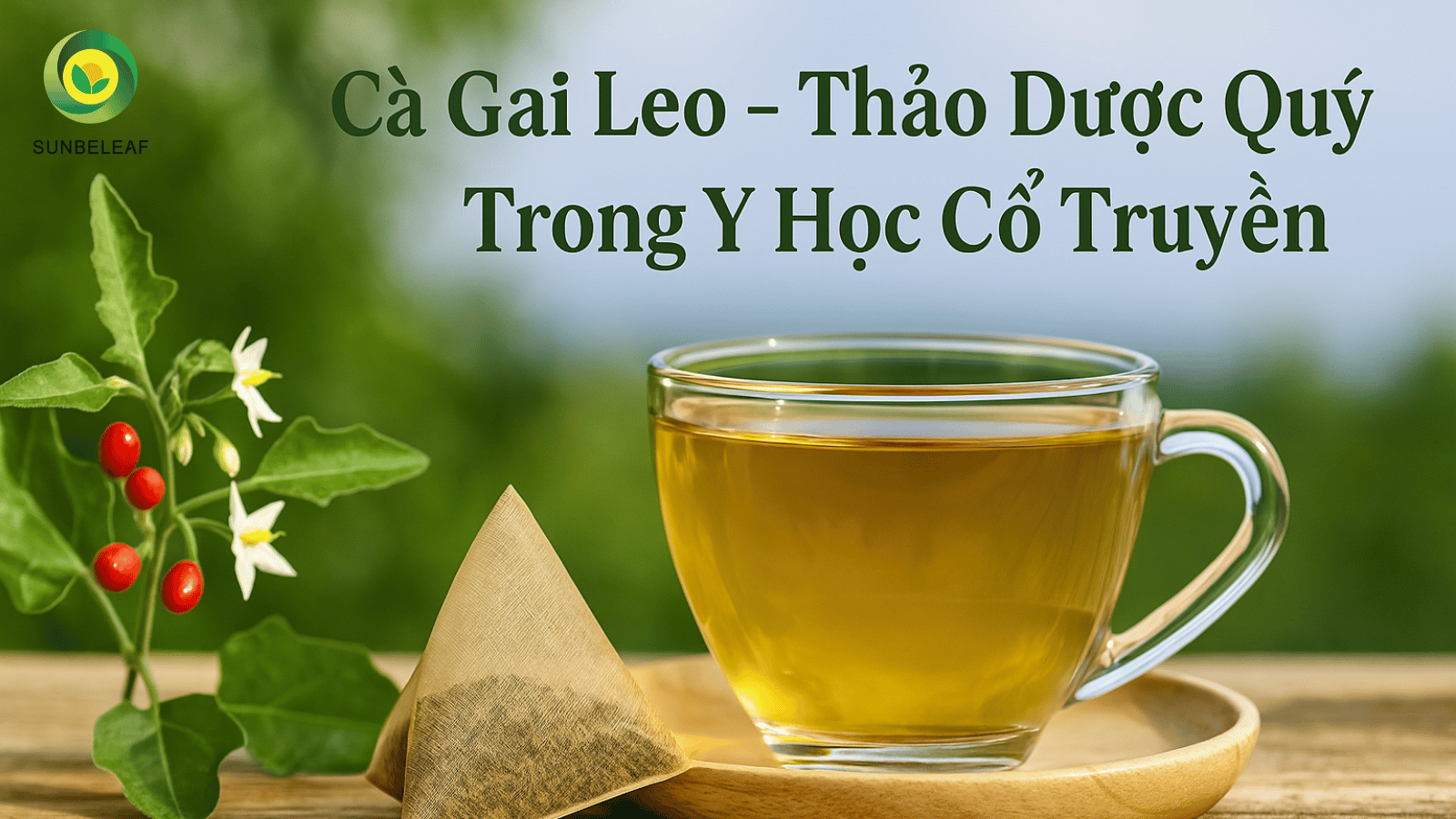 Trà Túi Lọc Cà Gai Leo: Giải Pháp Hỗ Trợ Bảo Vệ Gan Từ Thảo Mộc Tự Nhiên