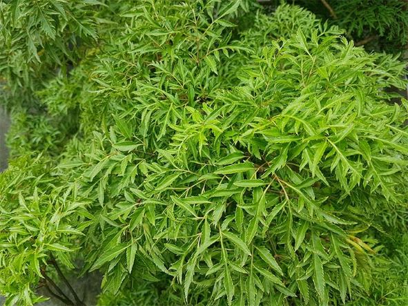 đặc điểm nhận diện của lá đinh lăng