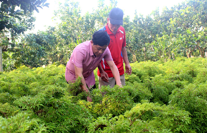Trồng cây đinh lăng