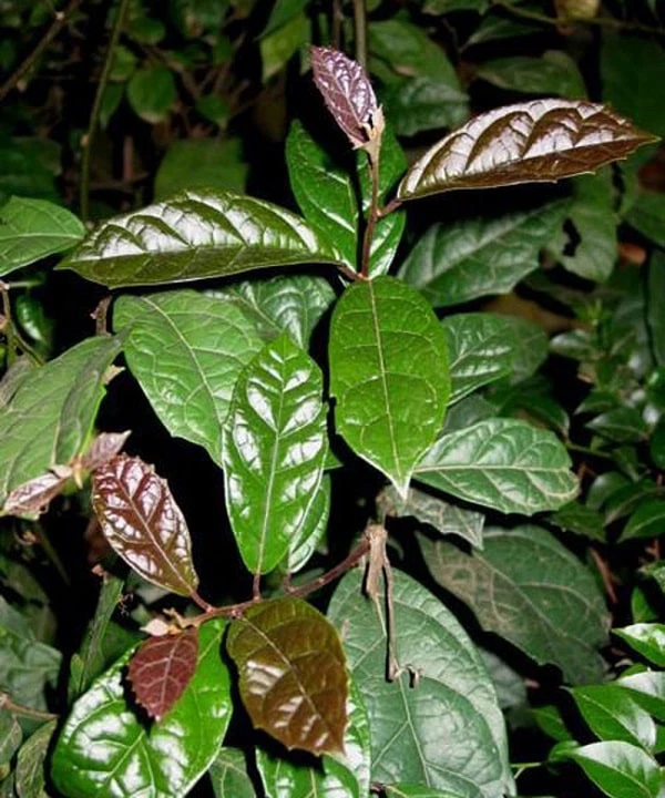 Hình ảnh cây xạ đen