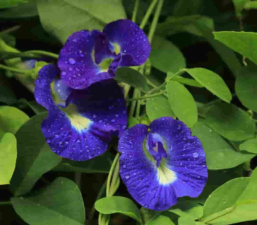 công dụng hoa đậu biếc