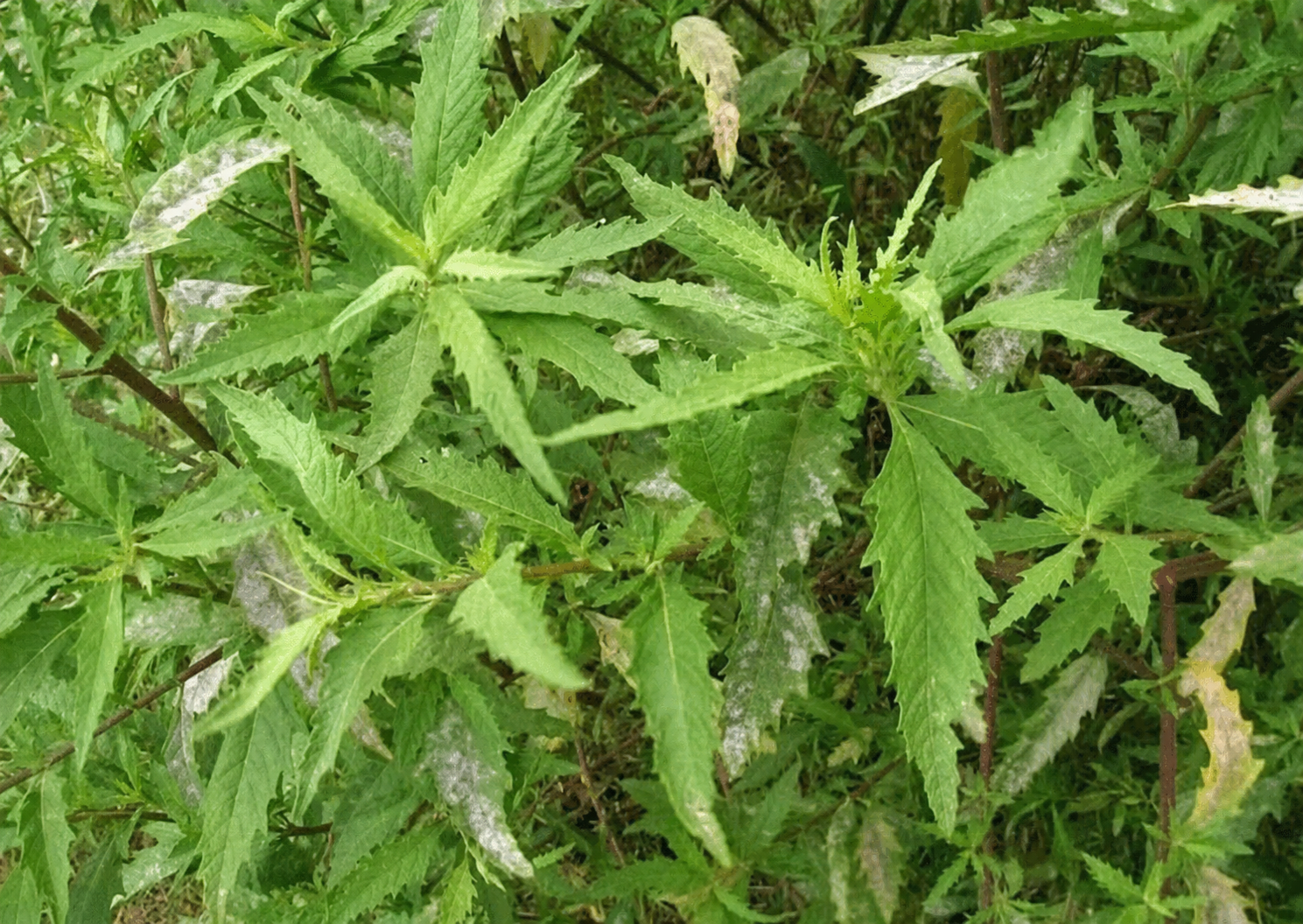 cây dầu giun