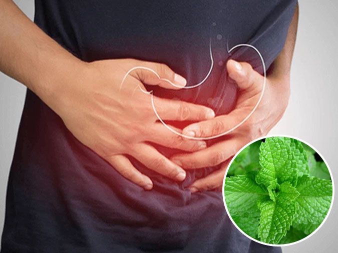 phân biệt bạc hà húng lủi kinh giới